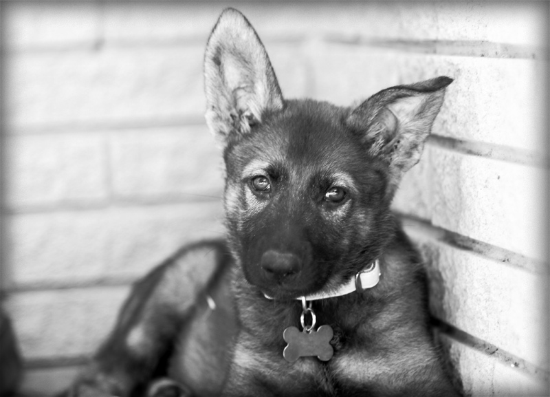 dog, Schutzhund, German Shepherd, GSD, Shepherd, breeder, puppies, Deutsche Schaferhund, 